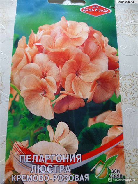Сортсемовощ Пеларгония Люстра кремово-розовая - «Пеларгония Люстра ...