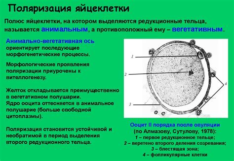 Строение и развитие женских половых клеток - презентация онлайн