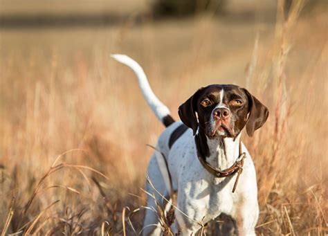 22 of the Healthiest Dog Breeds on the Planet – PureWow