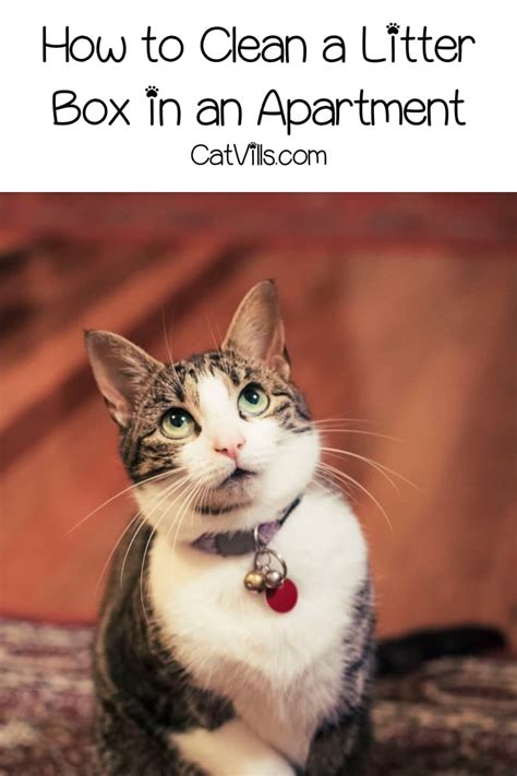 how to clean cat litter