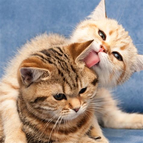 Two Cats Together Wallpapers - Wallpaper Cave