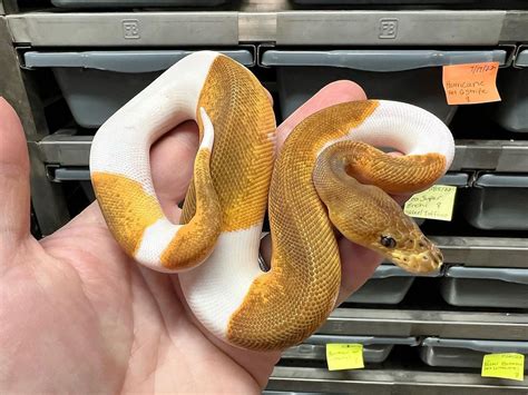 11 Rarest Ball Python Morphs (with pictures)Reptile Care Elysian Of Wild