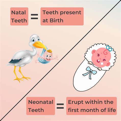 natal  neonatal teeth  birth    baby brings
