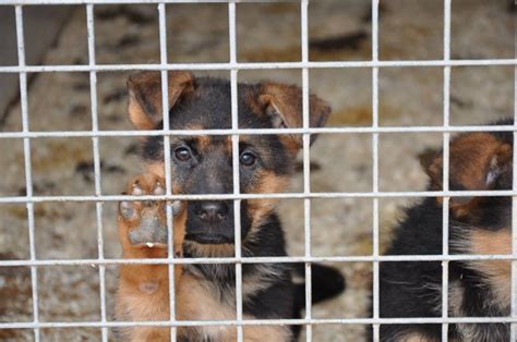 Все повече породисти кучета попадат в приюти