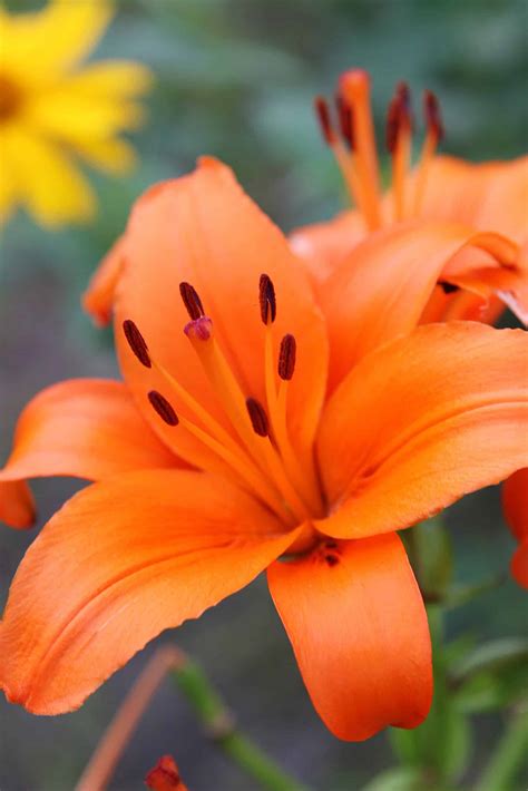 The Beautiful Lily and It's Meaning