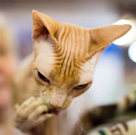 portrait   bald cat   exhibition stock image image  sphynx