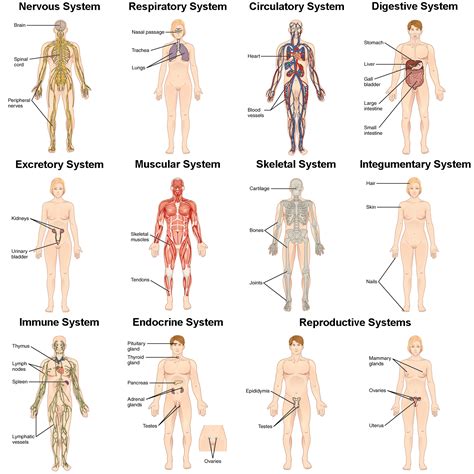 Integration of Systems | Biology for Majors II