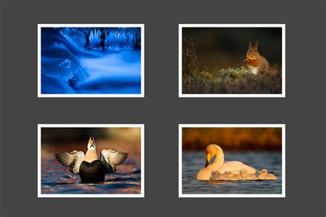 25 Inspiring Portfolio Websites of Wildlife Photographers - An ...