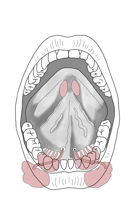 Facies inferior linguae Diagram | Quizlet