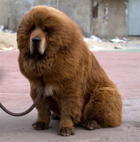 Top 10 Tibetan Mastiff-Sized Products for Your Massive Pup: A Buying ...