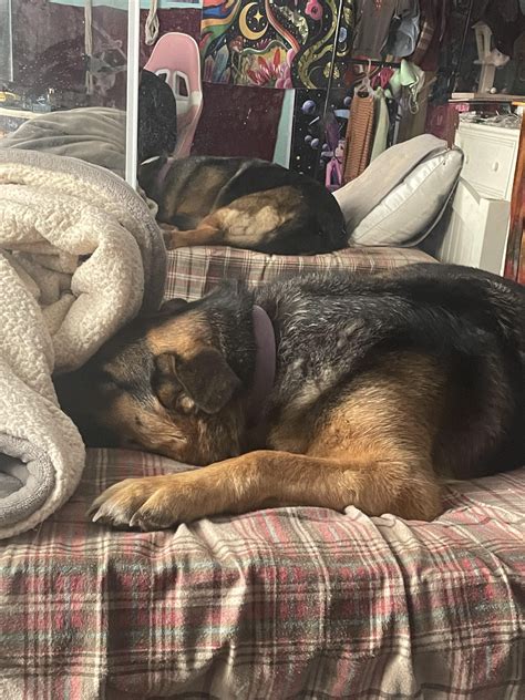 My dog refuses to let me sleep on my bed alone (i have a twin XS bed