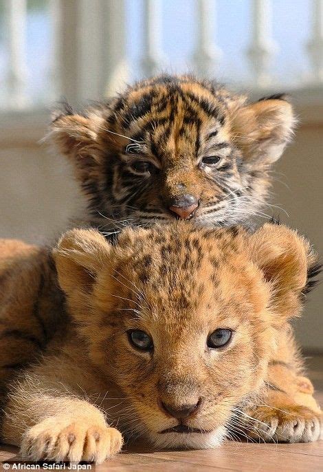 Лучшие друзья — тигренок и львенок из японского сафари-парка Baby ...