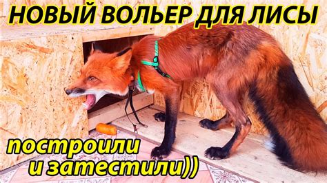 Новый Вольер для Лисы на даче, застилаем двор плиткой, Строим вместе ...
