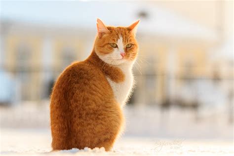 Red Cats Group - Job Porn