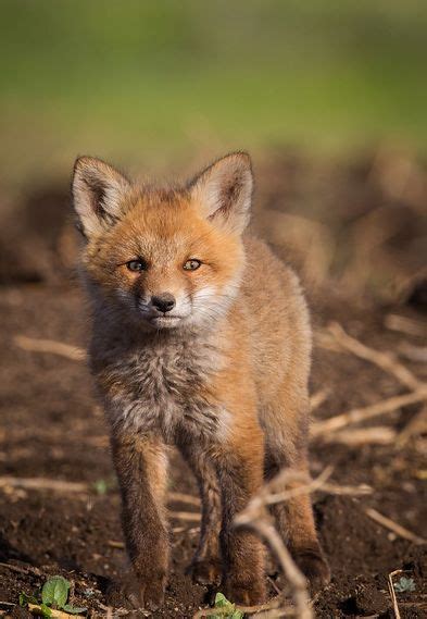 Robs Wildlife - A Small Fox Standing on Top of a Dirt Field | Dieren