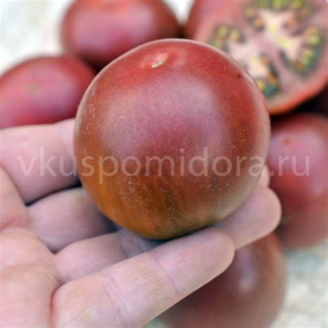 Купить семена томата сорт Псамафа (Psamathe)