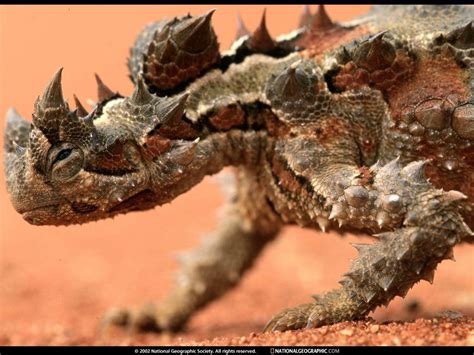 Thorny Devil Wallpapers - Wallpaper Cave