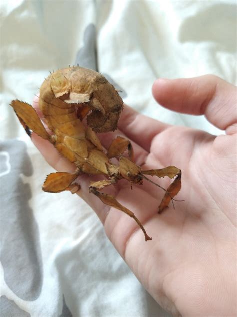 This is my pet spiny leaf insect! When they feel like they are in