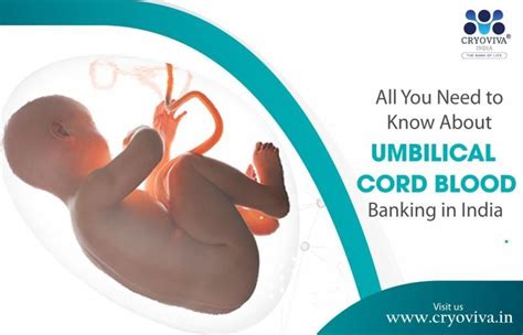 All You Need to Know About Umbilical Cord Blood Banking in India by ...