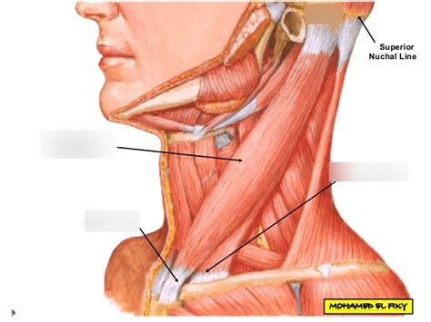 Sternocleidomastoid muscles Diagram | Quizlet
