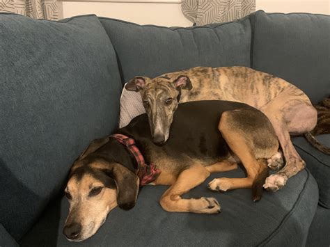 Are Greyhounds Aggressive