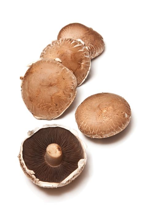 guide  mushrooms healthy food guide