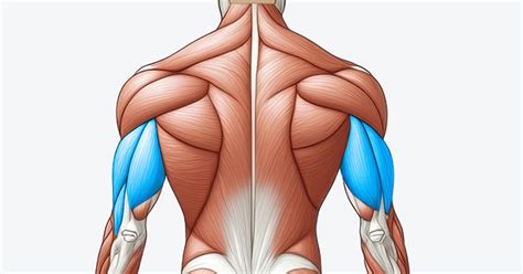 Tricep Dips Video Exercise Guide - Trainest