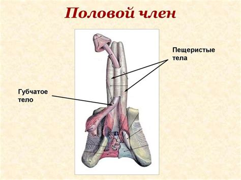 пещеристые тела полового члена: 11 тыс изображений найдено в Яндекс ...