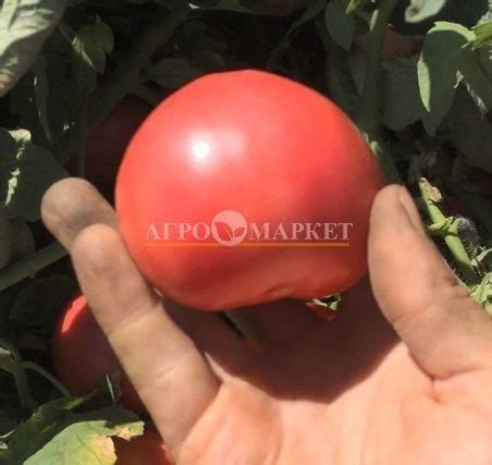 Купить Семена Томат АВ 530 F1 / AV 530 F1 Atakama Seeds в Крыму c ...