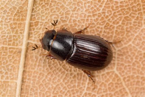Aphodius nemoralis | Лосиный помет | Nikolai Vladimirov | Flickr