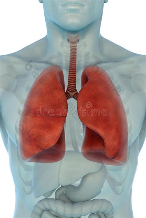 人体呼吸系统横截面头部-包图企业站