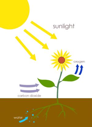 Photosynthesis Facts for Kids