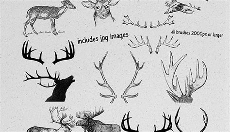 freebie: antlers photoshop brushes - HG Designs