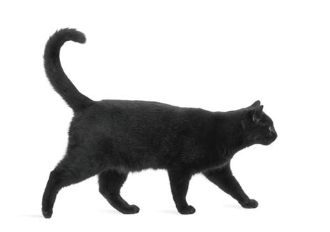 cat walking side view royalty    stock images