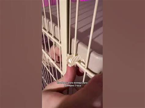 Новый домик для крысок🐀Клетка от triol, приятно удивила своим качеством ...