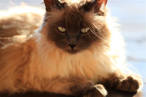 Balinese Cat Animal - Free photo on Pixabay