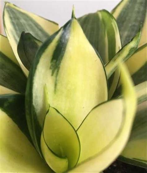 Сансевиерия Солид Голд Sansevieria Solid Gold | Festima.Ru - Мониторинг ...