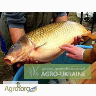 Продам Рыбу живую оптом Карп, Карась, Толстолоб, Белый-Амур, Щука ...
