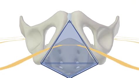 Perineum - YouTube