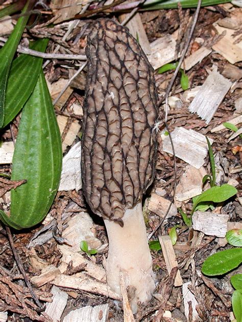 California Fungi: Morchella importuna