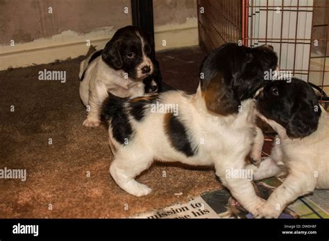 Three playing springer spaniel puppies Stock Photo - Alamy