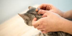 Panacur for Cats - Fenbendazole Uses, Dosage and Side Effects