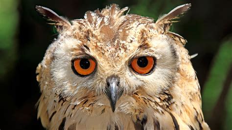 Owl stuns homeowners with surprise visit | AOL Features