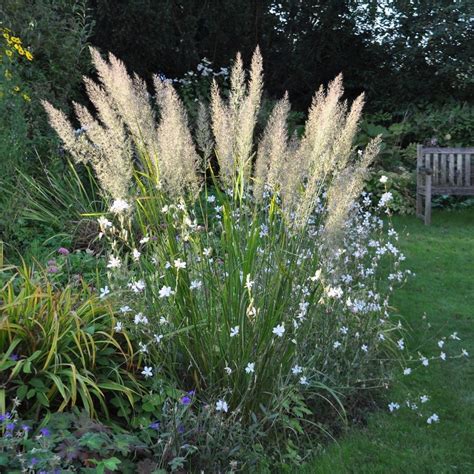Diamantgras (Calamagrostis brachytricha) dekorativ silbrige Rispen ...