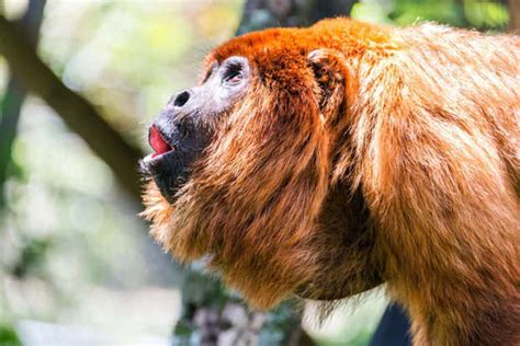Why the Howler Monkey is the Loudest Land Mammal