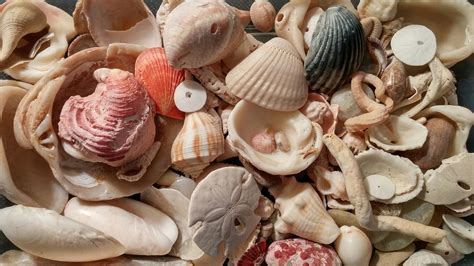 Shells Seashells - Free photo on Pixabay - Pixabay