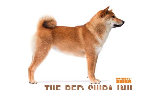 The Red Shiba Inu - My First Shiba Inu