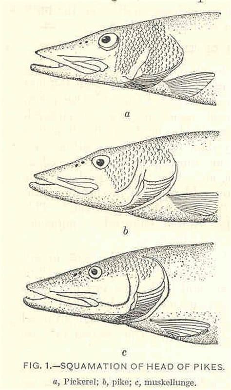 (Esocidae Rafinesque, 1815) Семейство Эсоциды, Щуковые, Family Esocidae ...