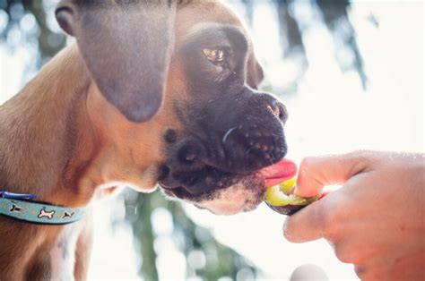 Boxer Feeding Chart: All There Is To Know