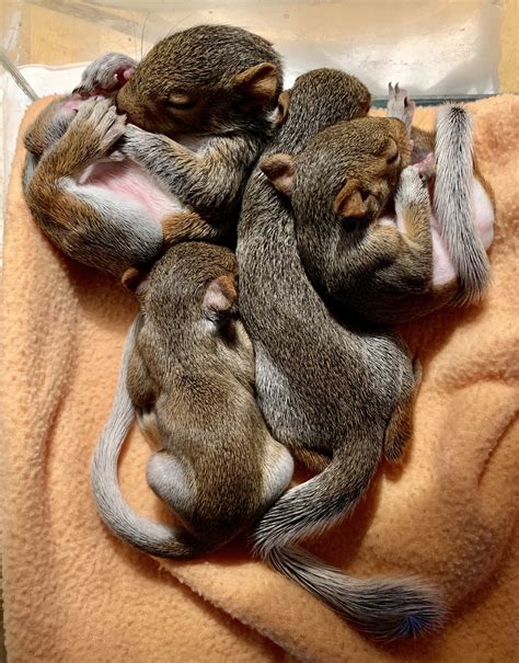 Baby Squirrel Age Guide at Ronald Atkinson blog
